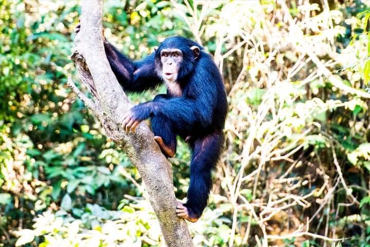 Chimpanzee on a tree at Tacugama Chimpanzee Sanctuary, Sierra Leone