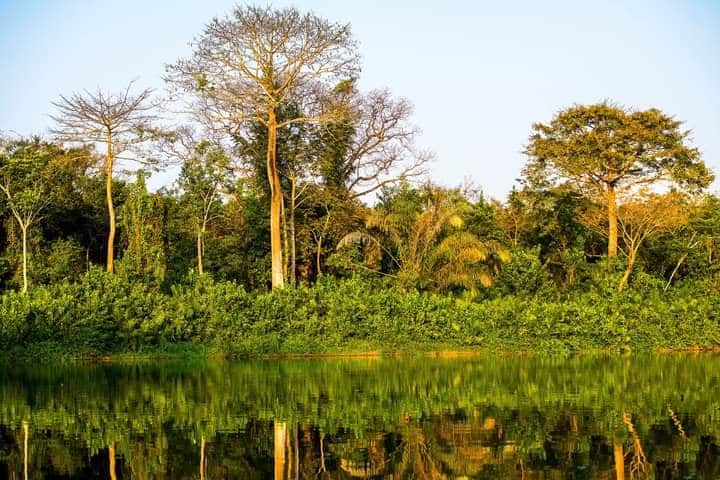 Rainforest reflected in the river at Tiwai Island, Sierra Leone