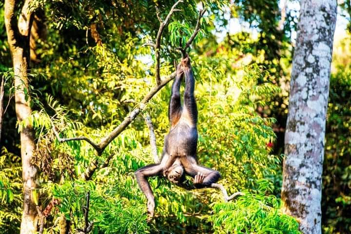 Chimpanzee hanging from a branch at Tacugama Chimpanzee Sanctuary, Freetown